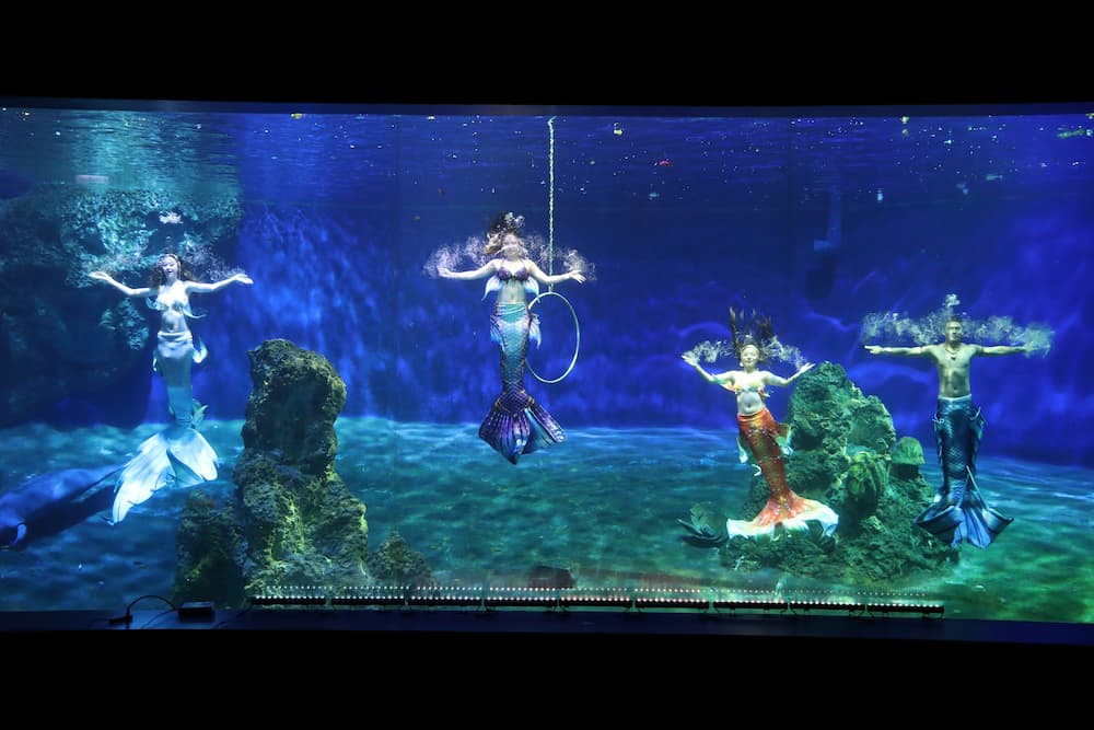 遠雄海洋公園深受歡迎的「美人魚實境秀」